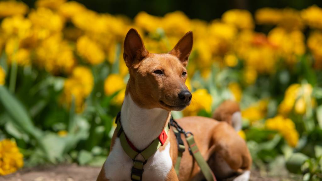 le basenji venu d'Afrique