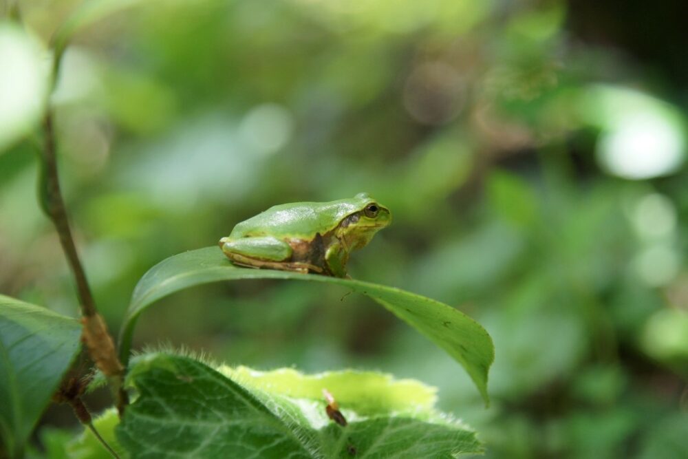 Grenouille habitat naturel