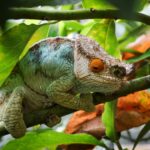 caméléons de Madagascar