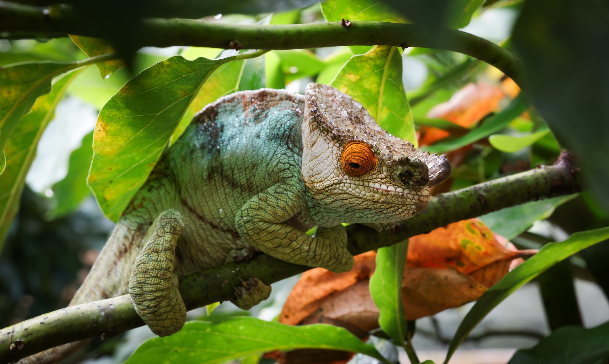 caméléons de Madagascar