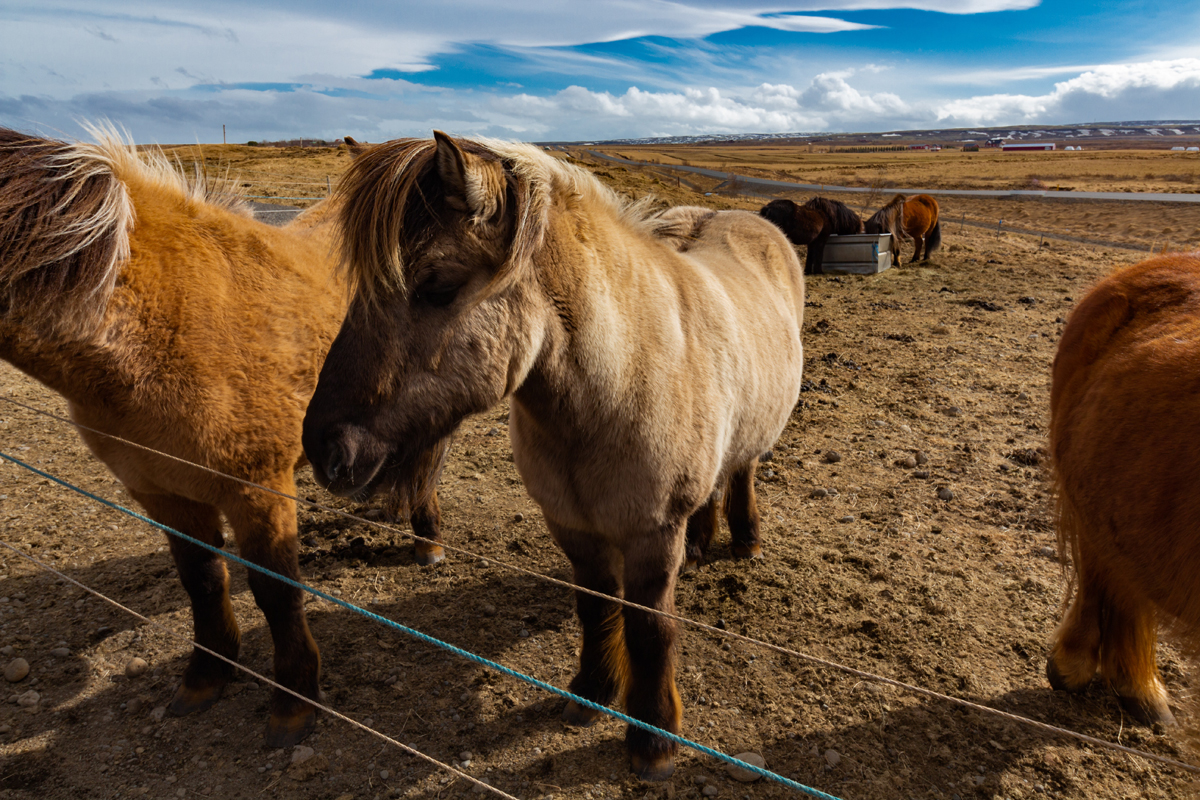 animaux d'Islande