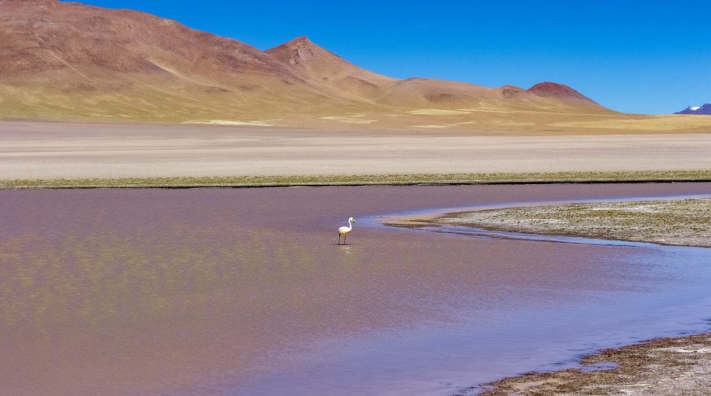 flamants roses