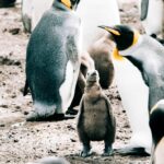 bébé pingouin