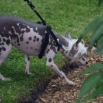 Chinese Crested Dog is sniffing the ground
