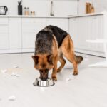 cute German Shepherd eating dog food from metal bowl in messy kitchen