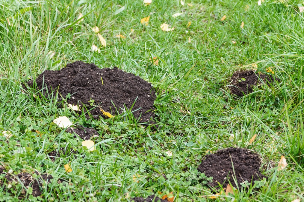 débarasser des taupes jardin