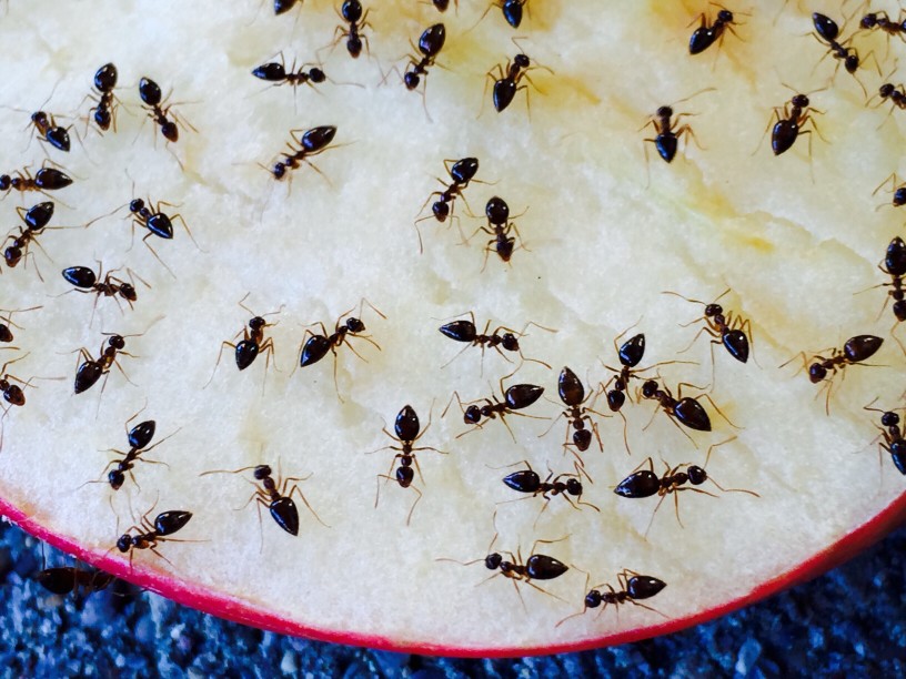 débarrasser de maison des fourmis