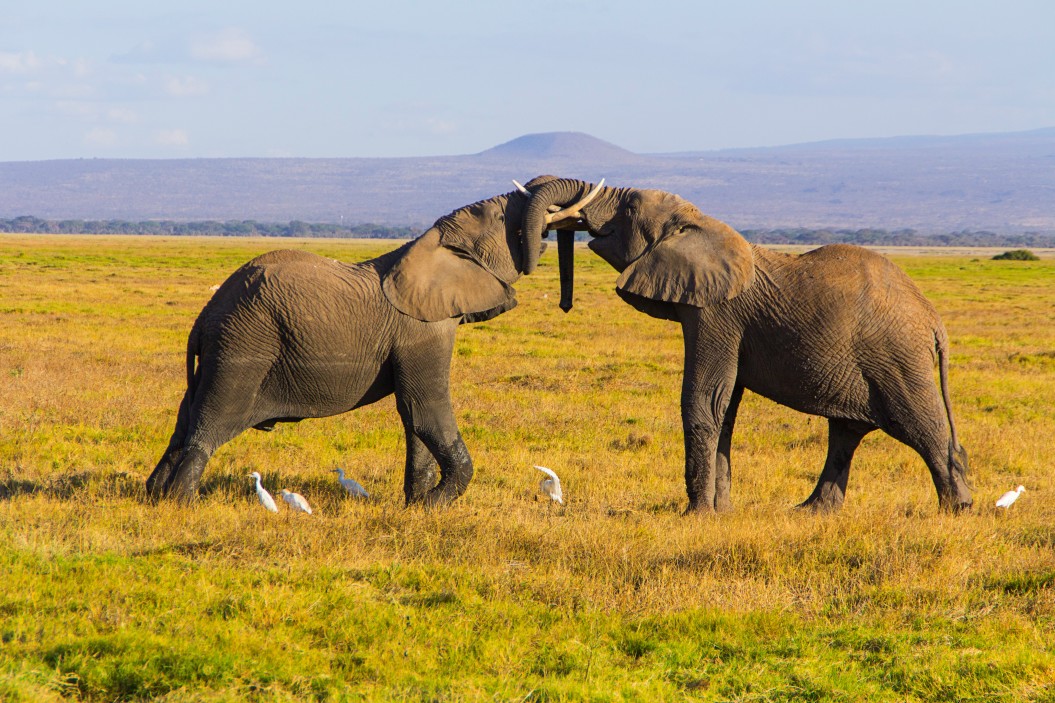 expérience en Tanzanie