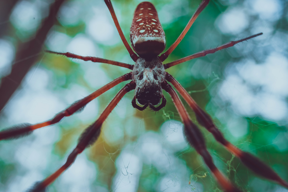 grosse araignée